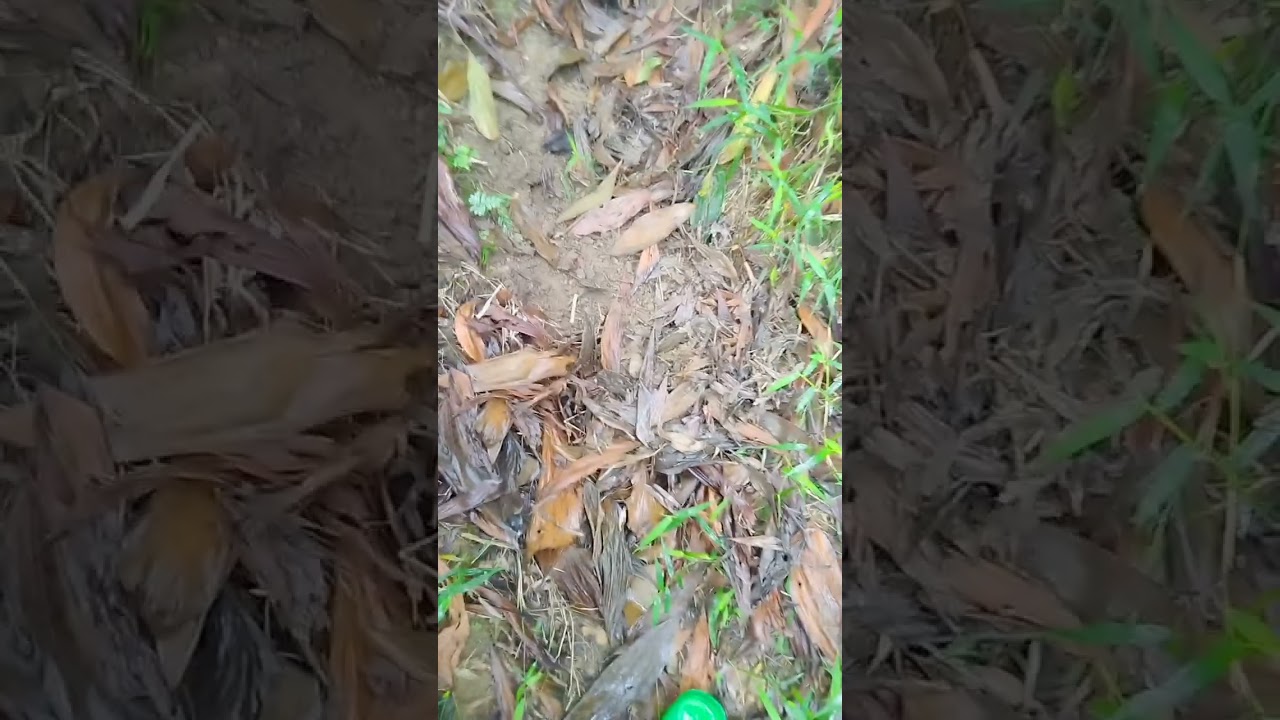 cảnh đi rừng có mấy ai hiểu được