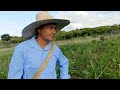 Perdemos a safra do milho 🌽 quase toda / temos o feijão 🫛.