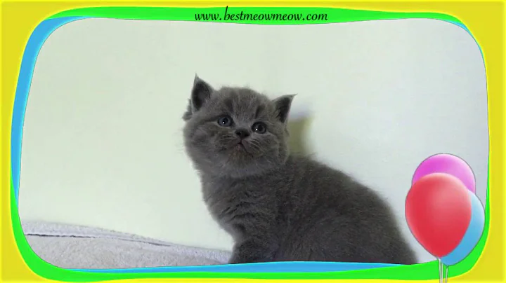 Watch the video about Best Meow British Shorthair Cats & Kittens. Cuteness Overload.
