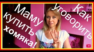 Как быстро уговорить родителей купить хомяка? Реально поможет!(Моё видео обращение к родителям: https://www.youtube.com/watch?edit=vd&v=WxIog5JhEpc Если вы хотите купить хомяка, а родители вам..., 2016-07-19T08:00:02.000Z)