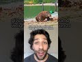 How to Survive a Komodo Dragon Attack #Komodo #KomodoDragon #Shorts