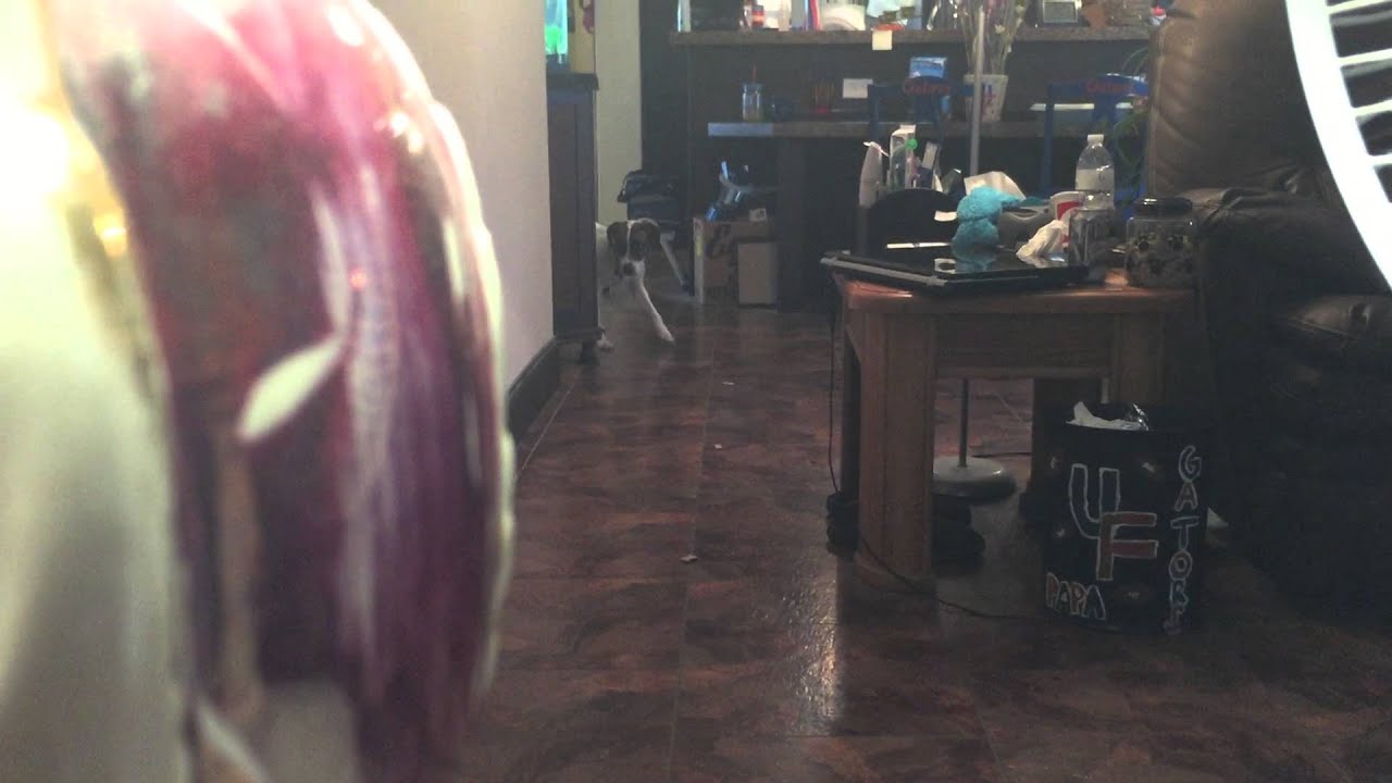 Dog afraid to walk on kitchen floor, despite treats. YouTube