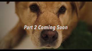 FETCH: THE PSYCHOLOGICAL THRILLER