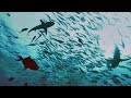 BLUE CORNER - Palau´s famous dive site under water  (4K)