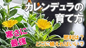 カレンジュラの育て方 日常管理 花殻摘み Youtube