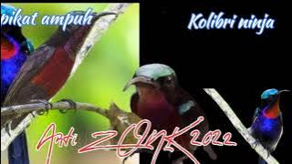 SUARA PIKAT KONIN||Anti ZONK_langsung lengket.