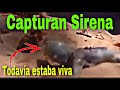 Graban Sirena Real CAPTURADA CON VIDA (Video Nuevo)