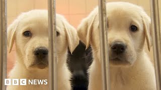 What does it take to raise a guide dog puppy?  BBC News