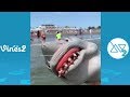 Funny Shark Puppet Instagram Videos Compilation 2019 | Best Shark Puppet videos (W/Tittles)