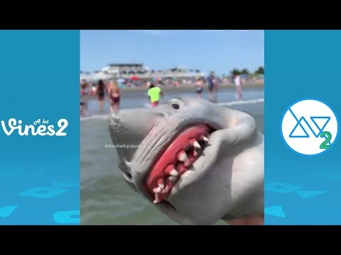 funny-shark-puppet-instagram-videos-compilation-2019-|-best-shark-puppet-videos-(w/tittles)