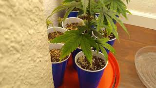 autoflower/photoperiod update day 30 for auto, day 20 for photos