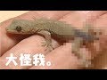 ヤモリ保護#1 大ケガを負っていたヤモリを保護しました。