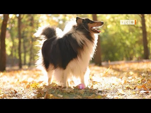 Видео: Колли нохой: зарим онцлог шинж чанарууд