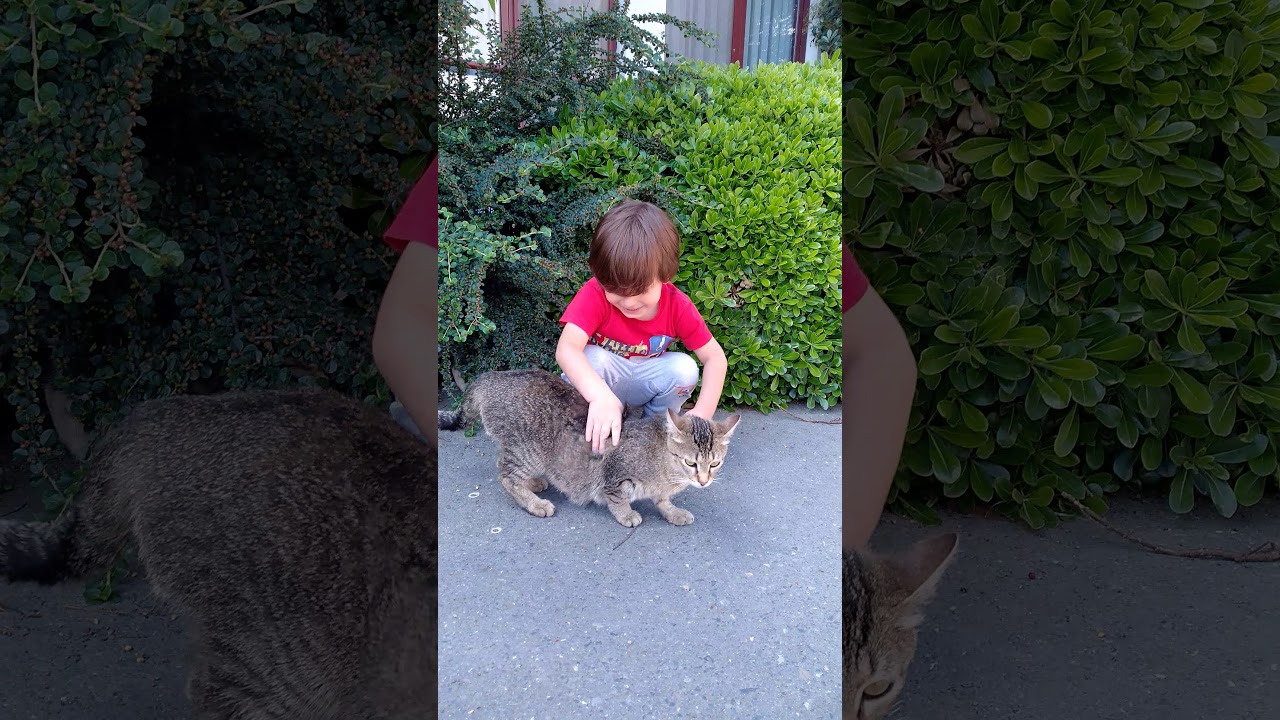 Cem akşimşek kedi sevgisi YouTube