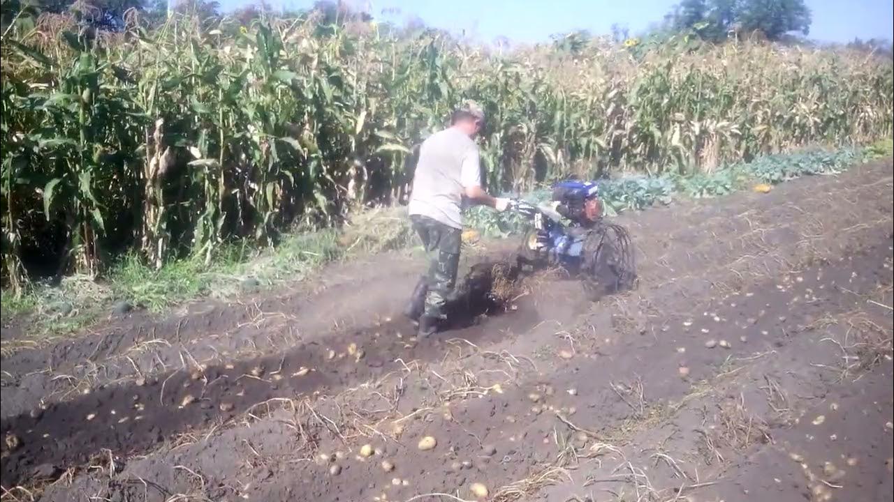 Уборка картохи - YouTube
