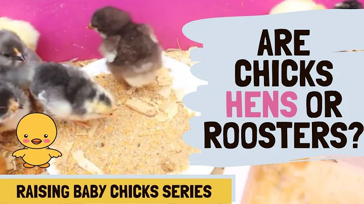 How To Tell If Baby Chickens Are Hens Or Roosters