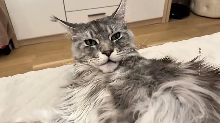 Video 9665361: mains coon cat mainecoon, mainecoon cats cute catlover, mainecoon catlover animals, mainecoon cat cute love