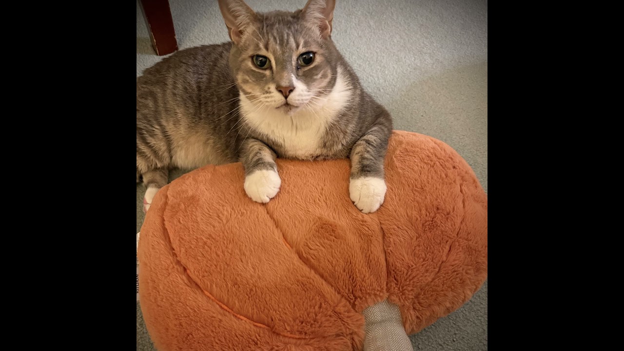 一年消費十幾億美金？驚人的美國萬聖節文化