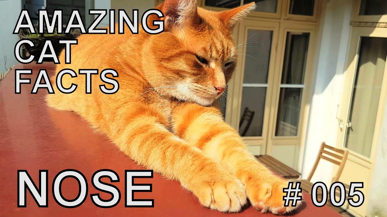 facts management Alvi cat : amazing cat facts - nose