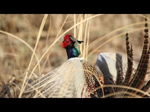 Pheasant Crowing Counts