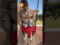 Shiba’s Swing Time 🐶💛 – Did You Hear What He Said at the End?