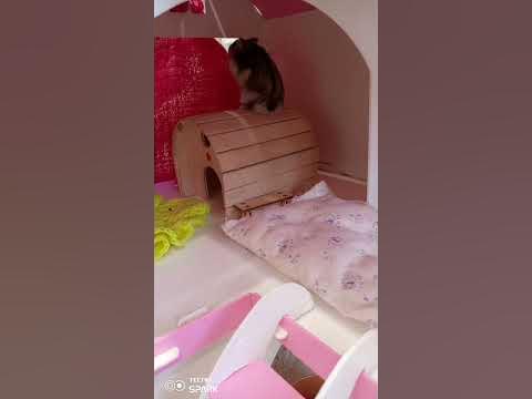 новый дом для хомы!🥰#хомяк#джунгарскийхомяк - YouTube