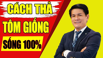 Cách thả tôm giống sống nhiều đạt 100% | Trần Quang Huy Official