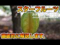 【栽培者が教える】スターフルーツの栽培方法！木の特性，花や葉の性質．枝の管理！徹底的に解説！