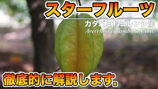 【栽培者が教える】スターフルーツの栽培方法！木の特性，花や葉の性質．枝の管理！徹底的に解説！