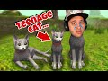 My Baby Kitten is a Teenager now... | Cat Simulator 2020