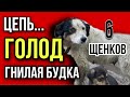 ОБРЕЧЁННЫЕ| Страшная жизнь собаки Дины и 6-ти ее щенков