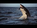 KUMBE PAPA HUWAOGOPA DOLPHIN SAMAKI WHY SHARKS FEAR DOLPHIN FISH AMAZING OCEAN WORLD KUMBE PAPA HUWAOGOPA DOLPHIN SAMAKI WHY SHARKS FEAR DOLPHIN FISH AMAZING OCEAN WORLD