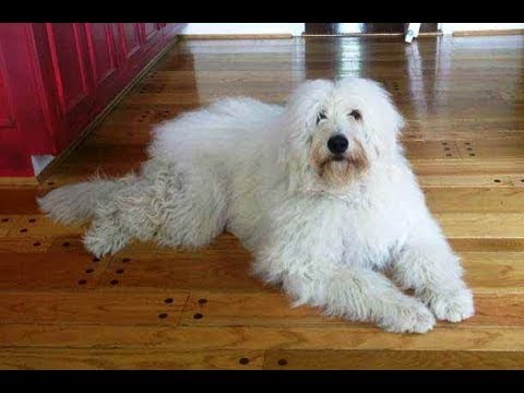 great pyrenees and poodle