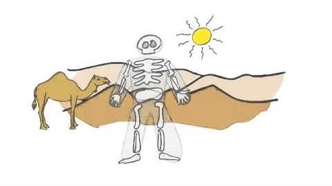 New GCSE BBC Bitesize   Homeostasis Low