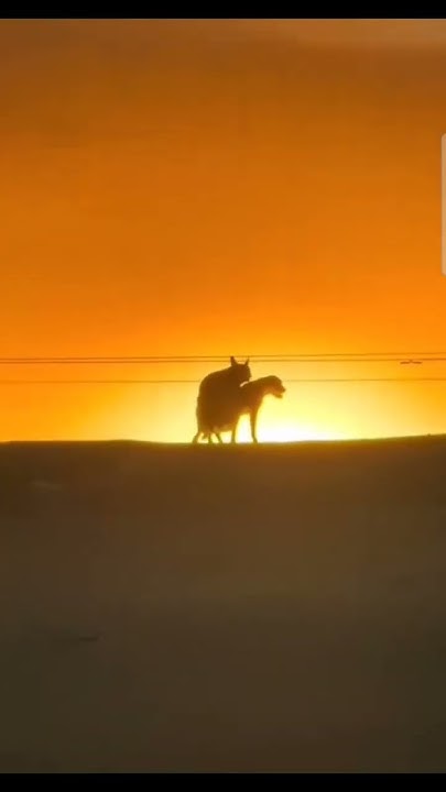 Cuando el sol se este ocultando 🤠 #pets #pet #mascotas #perros #lol