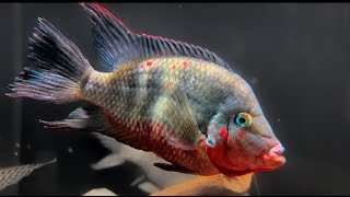Care for the Firemouth Cichlid