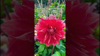 God is love 🥰 #jesus #victoryinjesus #prayer #love #bibleverse #christianreels #christianprayer