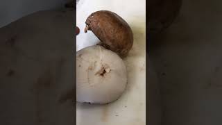 PORTOBELLO MUSHROOMS - LIKE & SUBSCRIBE#short #shorts #youtubeshorts #satisfying #viral #food