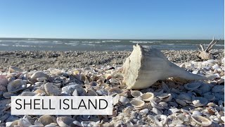 I found a giant shell! Virtual shelling tour to Shell Island Florida.
