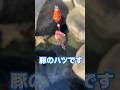 【穴釣り】巨大テトラの隙間から 穴釣り🎣釣り初心者でも簡単