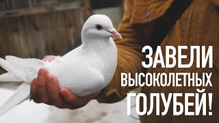 видео: ЗАВЕЛИ ПОТРЯСАЮЩИХ ВЫСОКОЛЕТНЫХ БАКИНСКИХ ГОЛУБЕЙ! картинка: ЗАВЕЛИ ПОТРЯСАЮЩИХ ВЫСОКОЛЕТНЫХ БАКИНСКИХ ГОЛУБЕЙ!