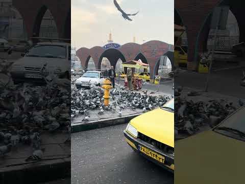 داشتم گندم میریختم وانتی ها که با داوود کار میکردن اومد جلو خدا بیامرزی گفت براش