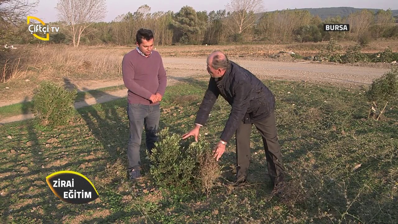 Zirai Eğitim-Soğuktan Zarar Gören Zeytin Ağaçlarını Nasıl Onarırız?