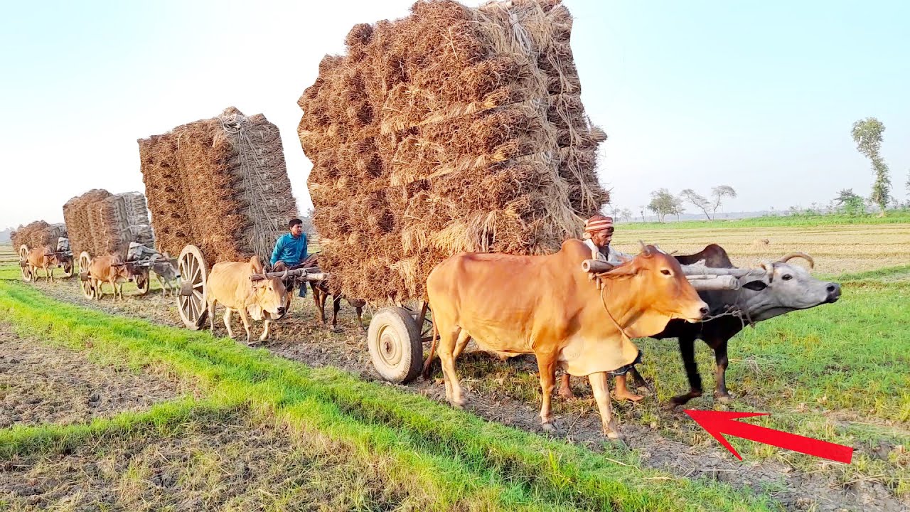 Three bullock cart heavy load New paddy race | bullock cart race | Cow cart stuck mud