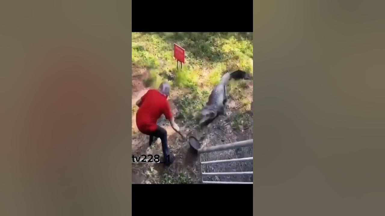 человек vs крокодила - YouTube
