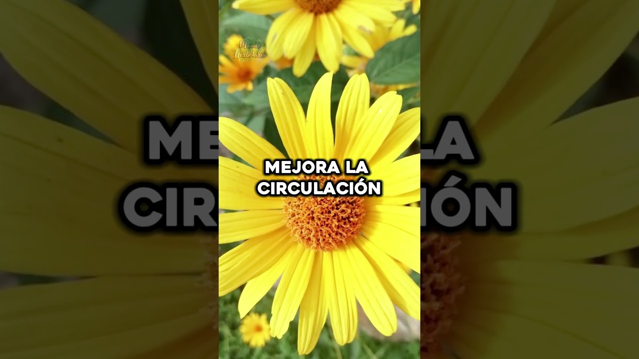 Los Mejores Beneficios del ÁRNICA