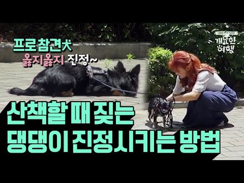 [댕댕이교육법] 왈-왈-왈! 온 동네 참견할래? 산책할 때 짖는 우리 댕댕이 진정시키는 방법 | 채널A