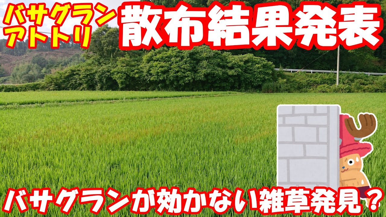 Results Of Spraying Basagran Granules And Attori A Paddy Herbicide Youtube