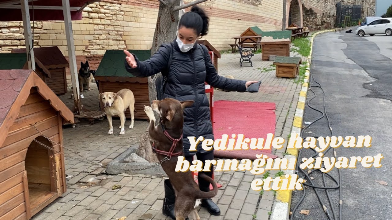 Yedikule Hayvan Barinagi Ziyareti Ve Barinaktan Kedi Kopek Sahiplenme Detaylari Youtube