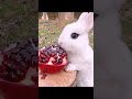 غنو مع الأرنبSing With The Rabbit 